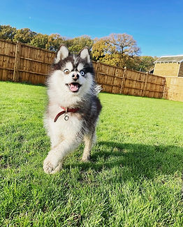 Pomsky running