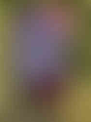 Vogelnester