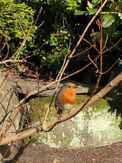 Our Little Friend