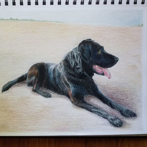 colored pencil drawing of a black lab in a field prismacolor made for commission as a gift