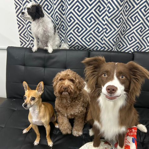 Is Dog Daycare Right for Your Dog? 7 Signs Wichita Dogs Need More Social Time