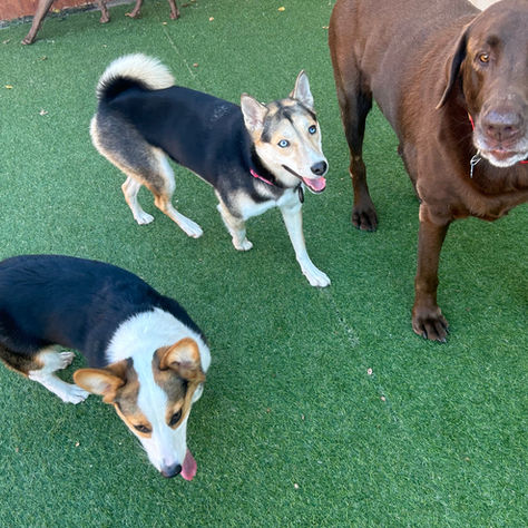 Dog Boarding in Wichita, KS: What to Look For and Red Flags to Avoid