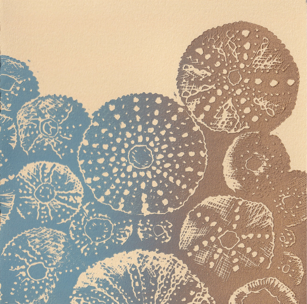 Thumbnail: Sea Urchins | Gift Card
