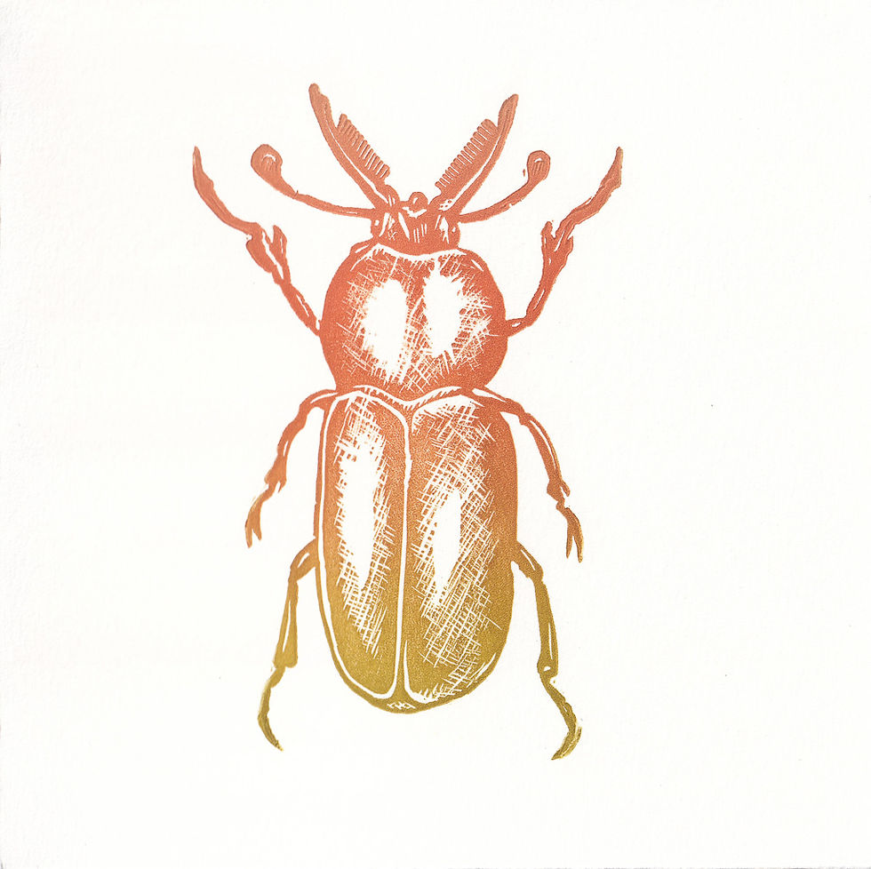 Thumbnail: Australian Stag Beetle | Gift Card