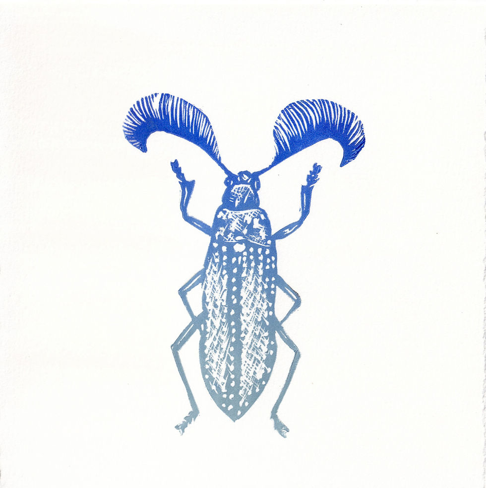 Thumbnail: Feather-horned beetle | Gift Card