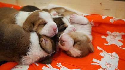 H-pennut reilun viikon ikäisinä