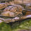 Thumbnail: detail of a hyperrealistic watercolor painting featuring a rocky pond