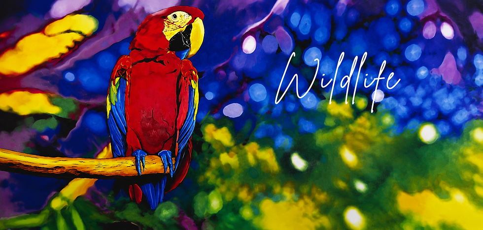 Wildlife (3).png
