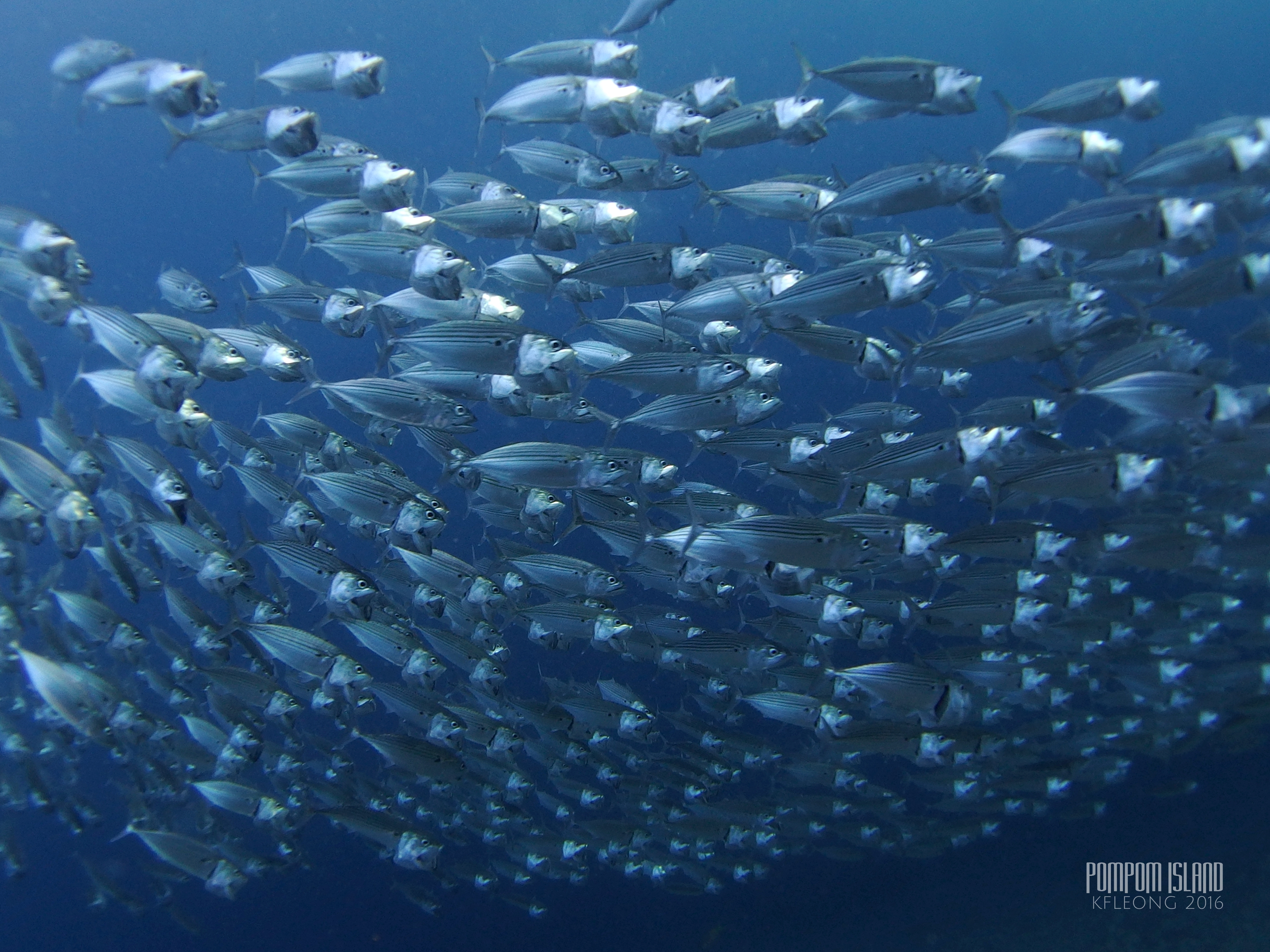Mackerel