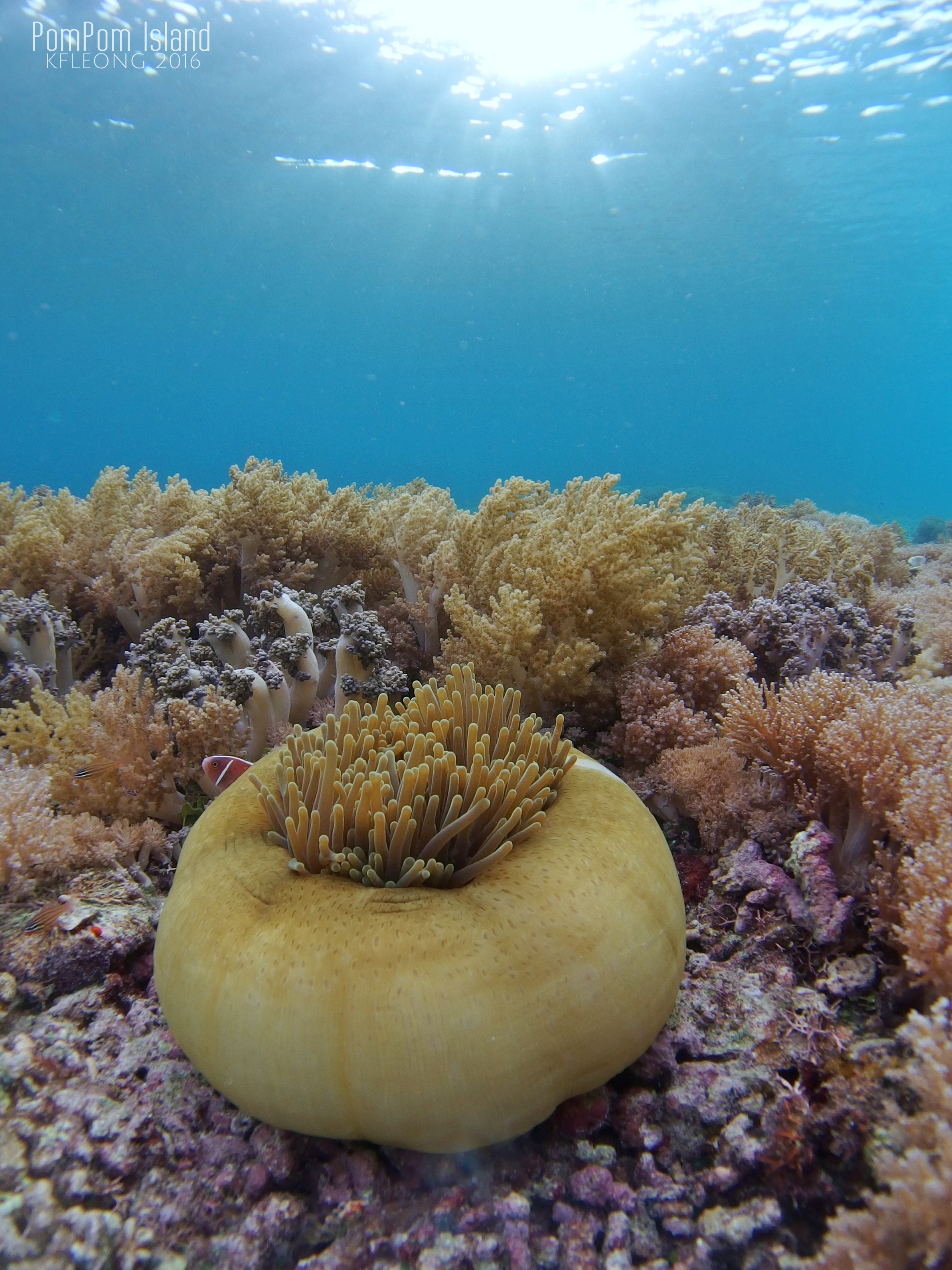 Anemone