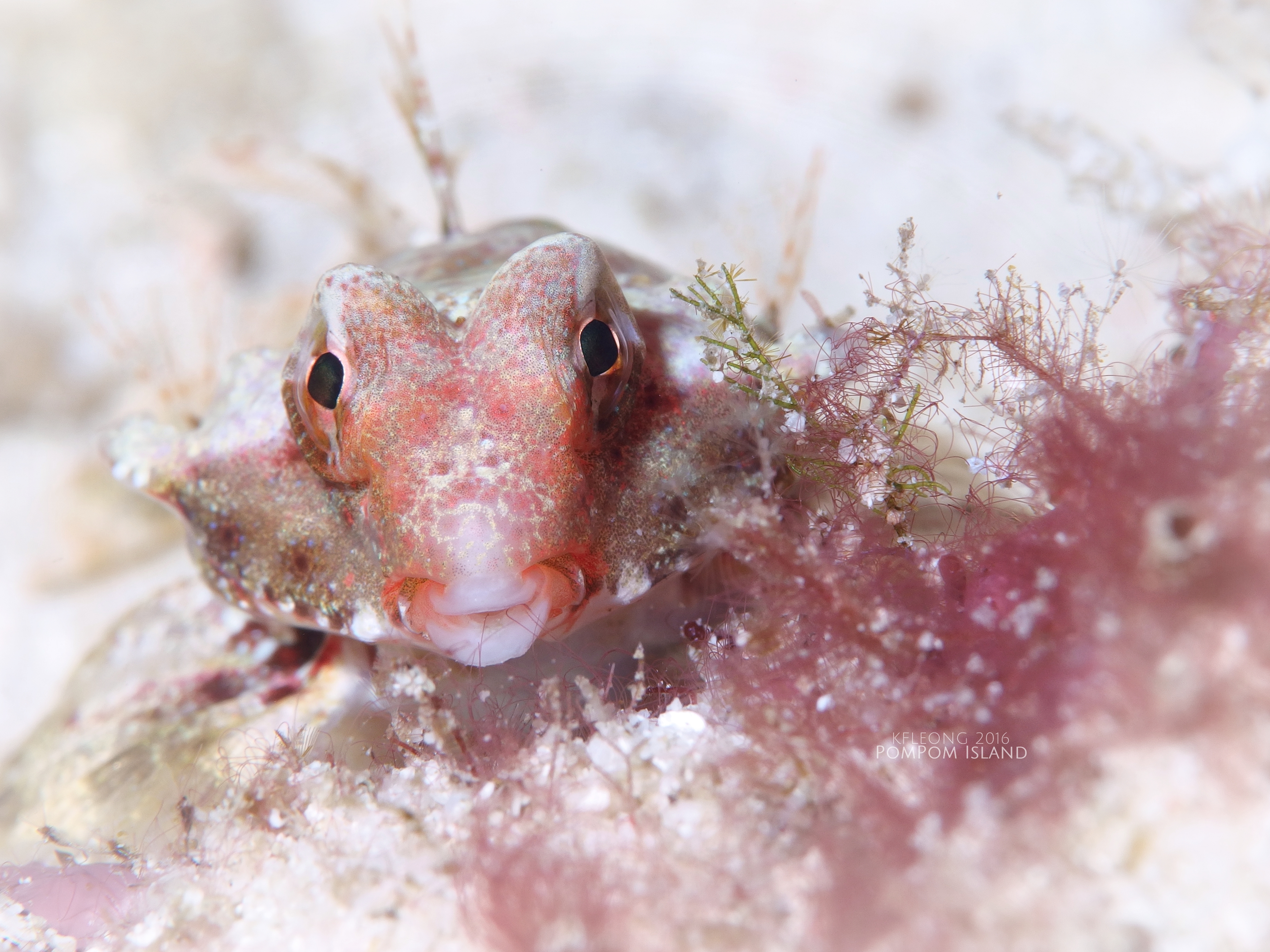 Dragonet