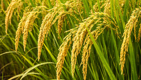 Iniciativas voltadas à promoção comercial do arroz gaúcho são firmadas em parceria entre Invest RS e Irga na Expodireto