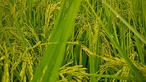 Incertezas e pressão financeira para o arroz da próxima safra