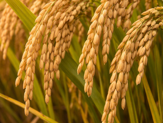 Vendas de arroz estão lentas, e produtores focam nos leilões governamentais
