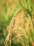 Arroz/Cepea: Demanda externa sustenta recuperação dos preços