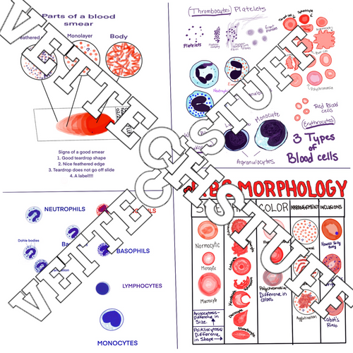 Hematology Cheat Sheet Vettechstuff Hematology Cheat Sheet Vettechstuff