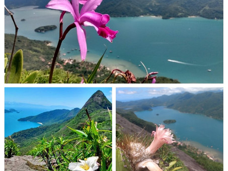 Mamanguá e suas flores