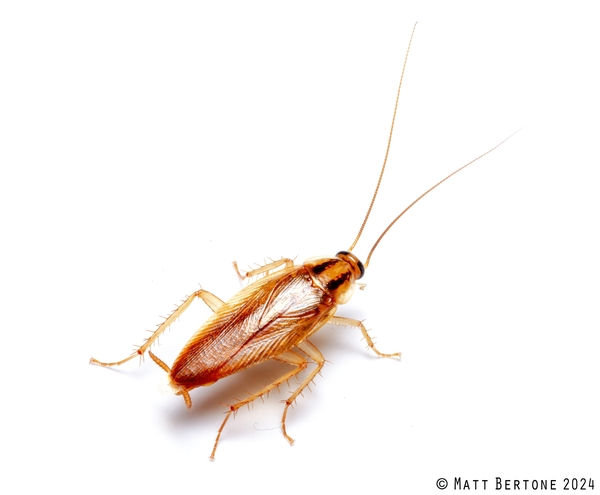 The german cockroach