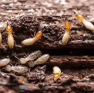 Termites