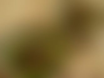 50 砂糖からみるフェアトレード