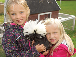 These Chooks May Resemble Bobbing Pompoms, but Polish Chickens Make Delightful Farm Pets