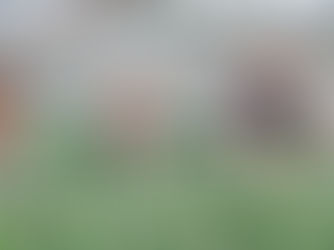 Norfolk grower big in tulip market