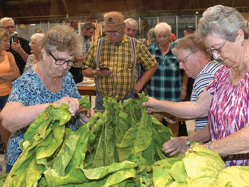 Tobacco tying a dying art