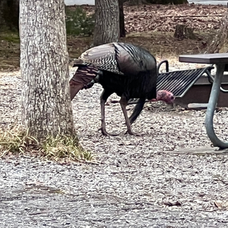 turkey at Cades Cove