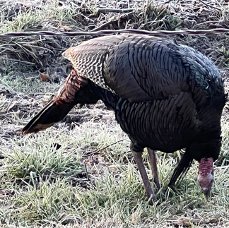 turkey at Cades Cove