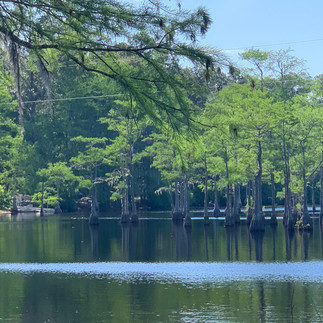 cypress at George L. Smith