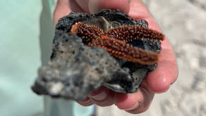 Amelia Island - Fernandina Beach 