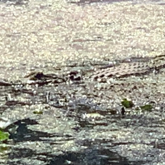 Alligator in water at Lake Blackshear
