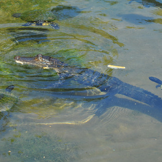 alligator at Magnolia Springs