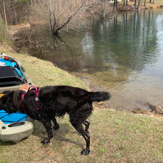 kayaking with dogs  at Dames Ferry at Lake Juliette