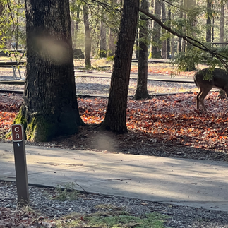 campsite at Cades Cove