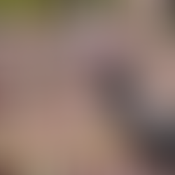 turkeys at Cades Cove