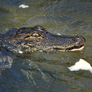 alligator at Magnolia Springs