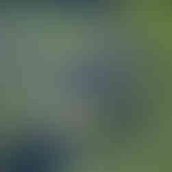 turtle at Magnolia Springs