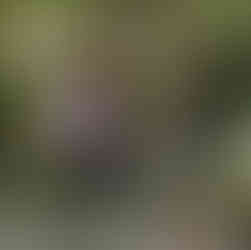 Anna Ruby Falls is a great place for families