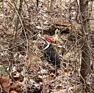 large red headed woodpecker on campsite at Cades Cove