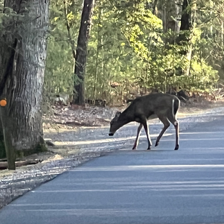 deer at Cades Cove