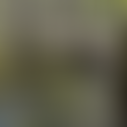 Elkmont Campground TN