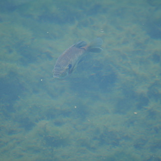 bass bedding in creek at Magnolia Springs