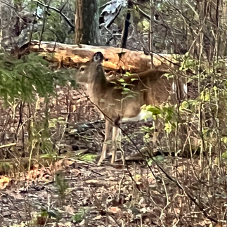 deer at Cades Cove