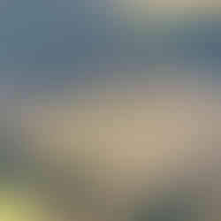 bass bedding in creek at Magnolia Springs