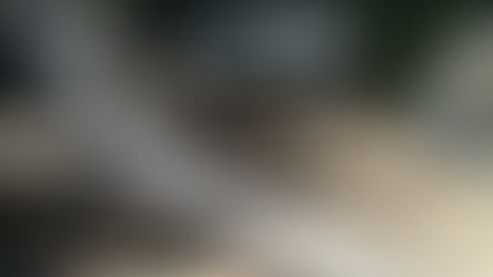 みどり21 早野活動報告(2020年2月5日) 野村記