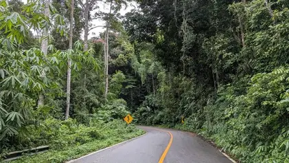 A smooth, winding cycle path leads deeper into the vibrant greenery of a Southern Thai national park.