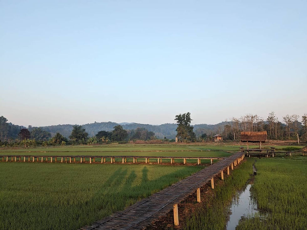 Rice paddies in Thailand