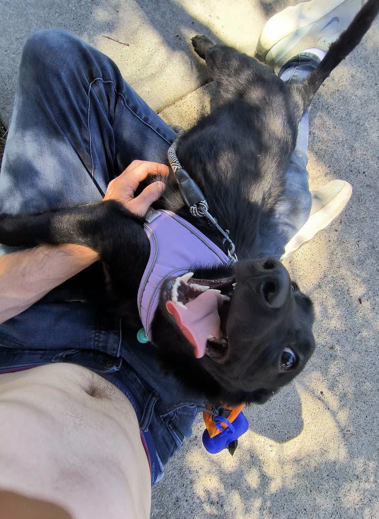no name puppy.jpg