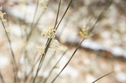 Details Gräser